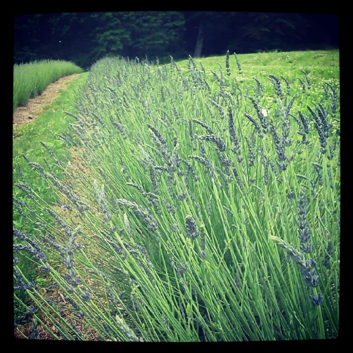 Take Time to Stop and Smell the Lavender Hope Hill Lavender Farm