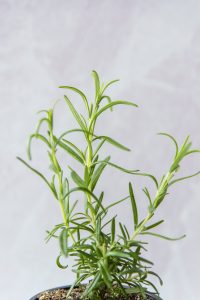 4 Reasons To Love Rosemary