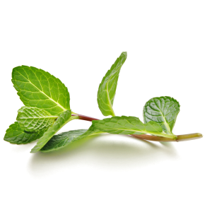 Peppermint Essential Oil: Benefits for Enhanced Health